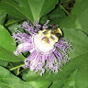 Meet your Posher, Shelby